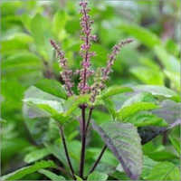 Shyama Tulsi