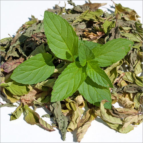 Mint Leaves