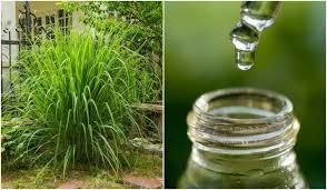 Citronella Oil Java Age Group: All Age Group