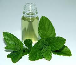 Mentha Piperita Oil Cas No: 8006-90-4