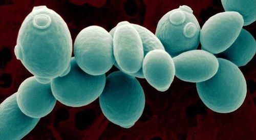 Saccharomyces Cerevisiae