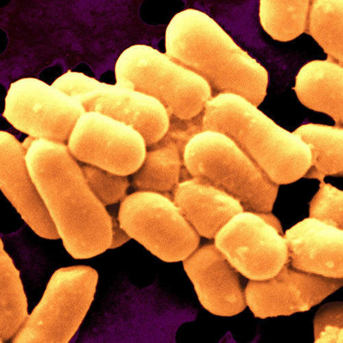 Lactobacillus Brevis Bulgaricus Casei Gasseri Reutrii