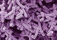 Bifidobacterium Bifidum