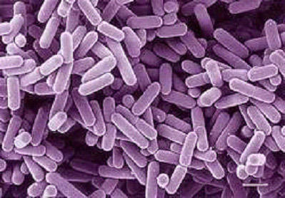 Bifidobacterium Breve