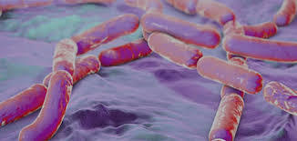 Bacillus Clausii