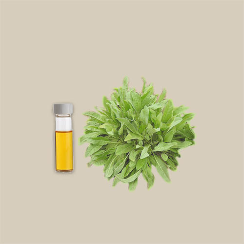 costmary oil