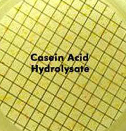 Casein Acid Hydrolysate