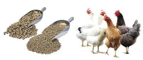 Poultry Feed Application: Water