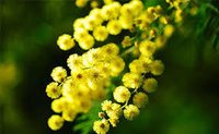 Mimosa Absolute