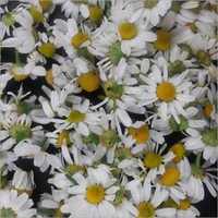 Organic Chamomile Flower