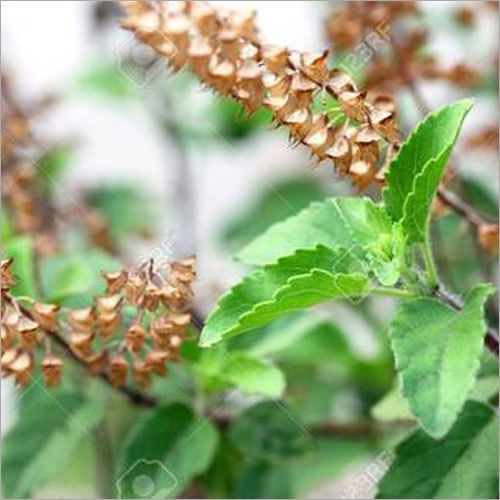 Organic Tulsi