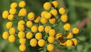 Blue Tansy oil