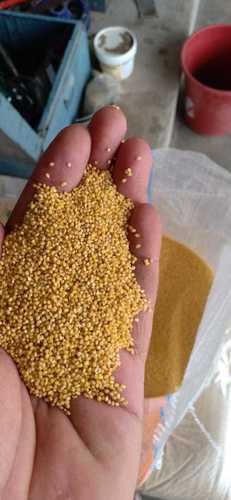 Common Foxtail Millet