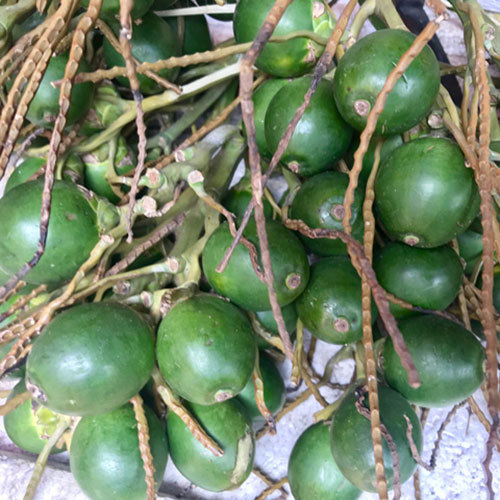 Chewing Betel Nut