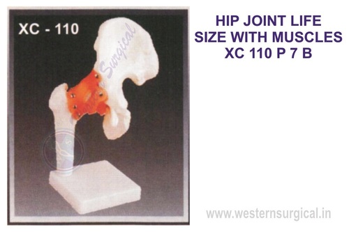 Life-size Hip joint