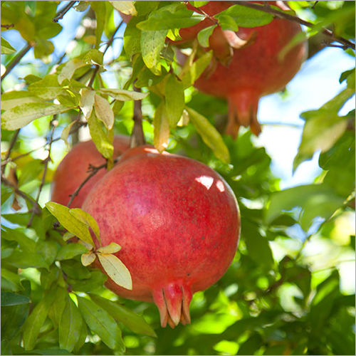 Natural Organic Pomegranate