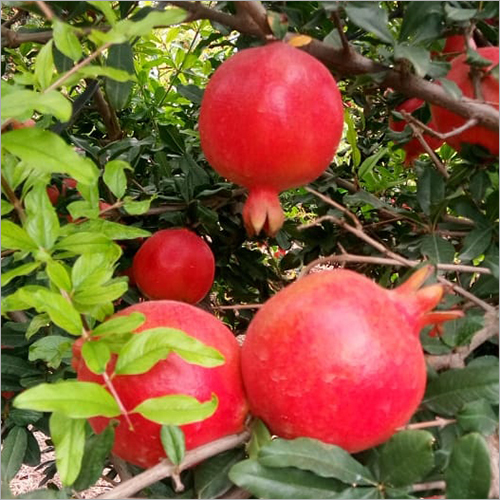 Natural Organic Pomegranate