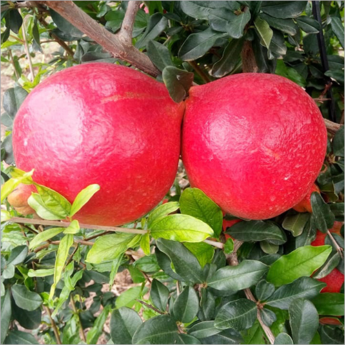Natural Organic Pomegranate