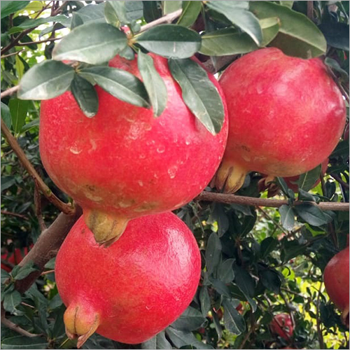 Natural Organic Pomegranate
