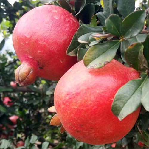 Natural Organic Pomegranate