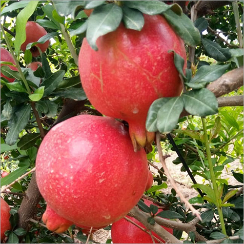 Natural Organic Pomegranate