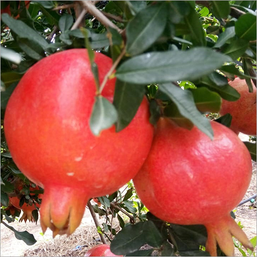 Natural Organic Pomegranate