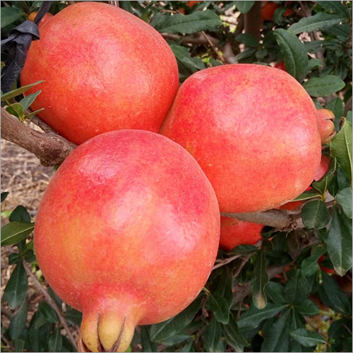 Natural Organic Pomegranate