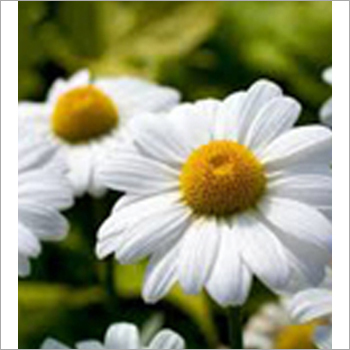 Chamomile Flower Leaves