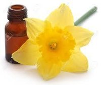Daffodil oil