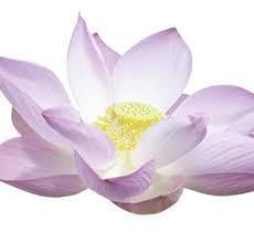 Lotus fragrance oil