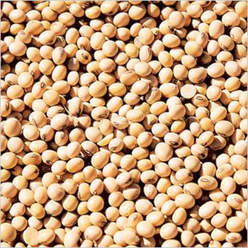 White Soybean White Soybean