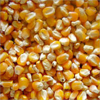 Raw Maize Seeds - Organic, 99% Purity, Dried | Rich In Vitamin B12, Iron And Folic Acid, Ideal For Underweight Individuals