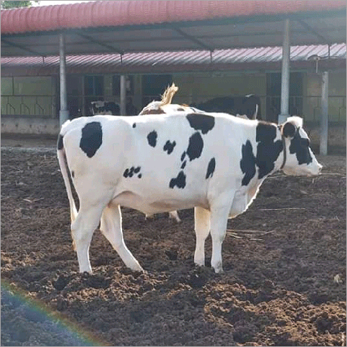 HF Dairy Cow
