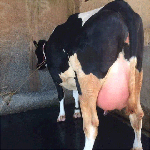 Pure HF Cow
