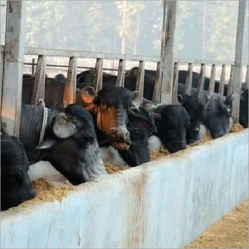 Black Murrah Buffalo