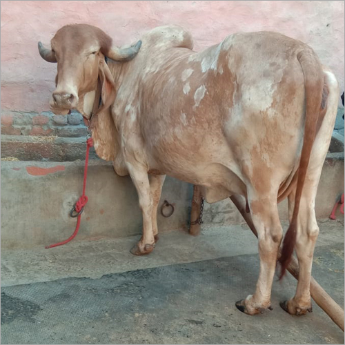 Pure Sahiwal Bull Pure Sahiwal Bull