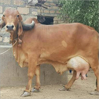 Pure Sahiwal Cow Pure Sahiwal Cow