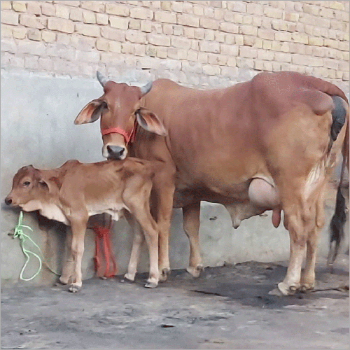 Sahiwal Horned Cow Sahiwal Horned Cow