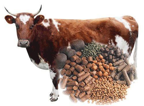 Cattle Feed Application: Water