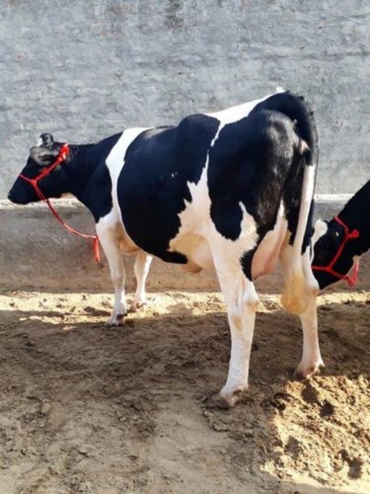 Hf Cow - Color: Black