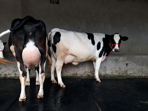 Hf cow