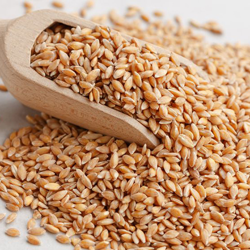 Organic Wheat 