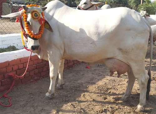 Brown Haryana Desi Cow