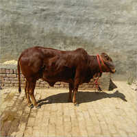 Pure Breed Gir Cow
