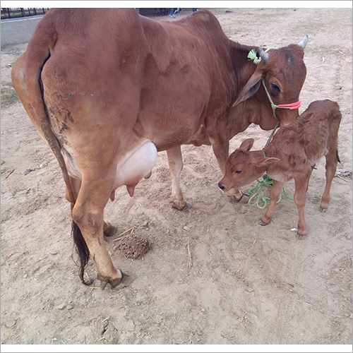 High Milking Sahiwal Cow