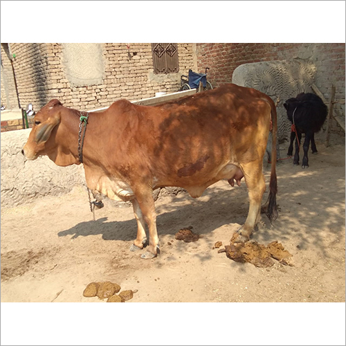 Sahiwal Cow