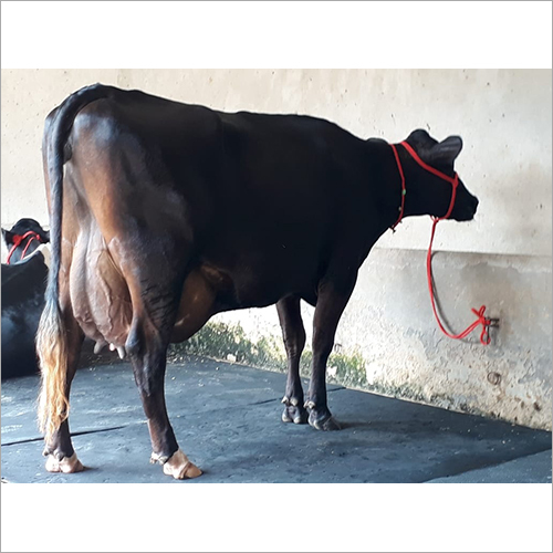 High Milking Cow