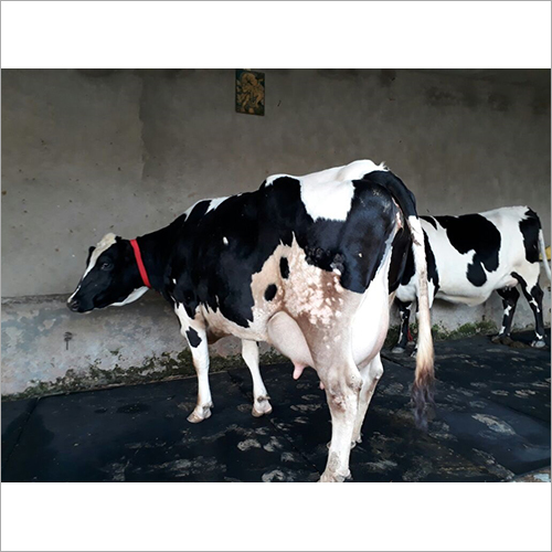 High Milking Hf Cow