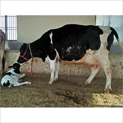 Jersey Cow