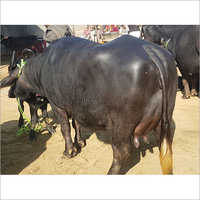 High Milking Murrah Buffalo